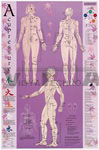 Acupressure Point Reference Laminated Anatomical Chart